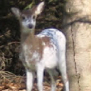 Meet your Posher, Laurie